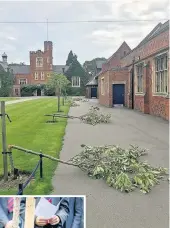  ??  ?? Left: The new war memorial cherry trees, the previous trees (pictured above) were destroyed in August in an act of vandalism which enraged many people in the area.