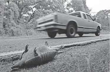  ?? KARL STOLLEIS/HOUSTON CHRONICLE ?? Perhaps the best-known type of armadillo is the roadkill version.