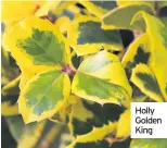  ??  ?? Holly Golden King