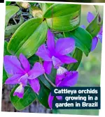  ?? ?? Cattleya orchids growing in a garden in Brazil
