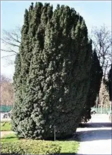  ??  ?? The Yew is an evergreen with very dark green leaves.