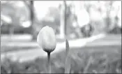  ?? AP Photo/Martha Irvine ?? A lone tulip stands in a garden April 27 in Oak Park, Illinois. The arrival of spring in the northern hemisphere has helped lift the spirits of those able to get outside.