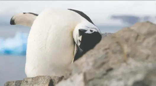  ?? PHOTOS: GETTY IMAGES ?? One large colony of chinstrap penguins has shrunk by more than half.