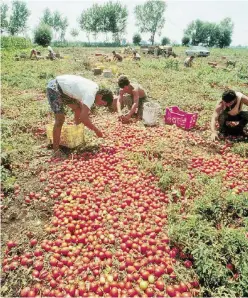  ?? Olycom ?? Oro rosso Un bracciante in un campo di pomodori del Sud