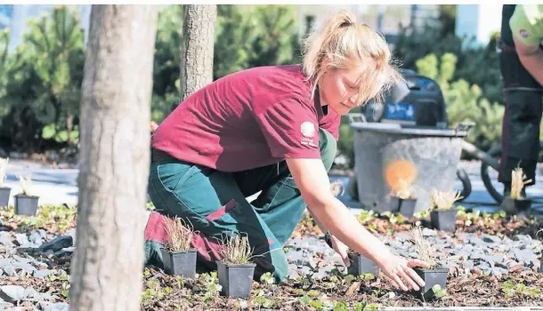  ?? FOTO: GÄRTNER VON EDEN ?? Mitarbeite­rinnen von Gartenplan Esken & Hindrichs pflanzen Stauden.