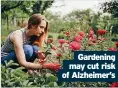  ?? ?? Gardening may cut risk of Alzheimer’s