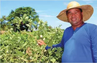  ??  ?? Bonito Salazar was able to harvest at least 110 kilos of native eggplant from his 500square-meter backyard plantation, from his former average of only 35 to 40 kilos per harvest.