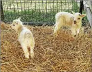  ?? PHOTOS BY CHRIS BARBER — DIGITAL FIRST MEDIA ?? The two lambs born to Nulla the ewe attracted a lot of attention.