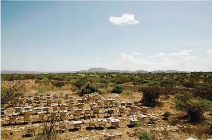  ??  ?? ETHIOPIA: Beehives are pictured on a small farm outside Wukro in the Tigray region in northern Ethiopia. —AFP photos