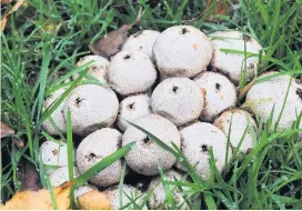  ?? Pic: Amy Lewis ?? When a mature puffball mushroom is compressed by rain, a passing animal or an inquisitiv­e human finger, it puffs out a cloud of spores from a hole in the top