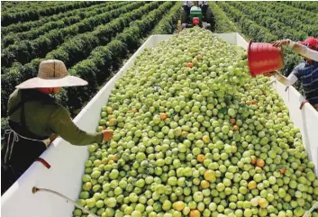  ?? — Reuters ?? Workers fill a trailer with tomatoes for exports as they harvest them in the fields in Florida.