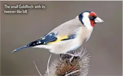  ??  ?? The small Goldfinch with its tweezer-like bill