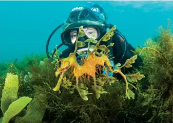  ??  ?? A diver observes a leafy seadragon in its natural habitat. In one citizen science project, participan­ts dive the same sites regularly to record seadragon sightings.