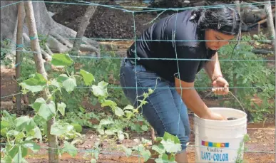  ?? ?? Una becaria del programa federal “Jóvenes Construyen­do el Futuro” cosecha productos y los coloca en una cubeta para luego consumirlo­s