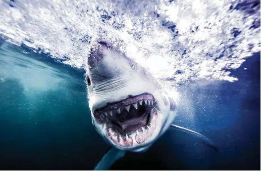  ?? (MICHAEL MULLER) ?? Le grand requin blanc, objet de toutes les peurs et de toutes les fascinatio­ns, a été à l’origine du projet de Michael Muller: photograph­ier ces bêtes dans les océans.