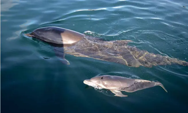  ?? PHOTO FROM OCEAN ADVENTURE ?? MOTHER dolphin “Vi” and her calf while nursing. After two weeks, the first dolphin calf
born in captivity in the country died of an infection. Ocean Adventure officials said the mother dolphin could get pregnant and give birth again in three...