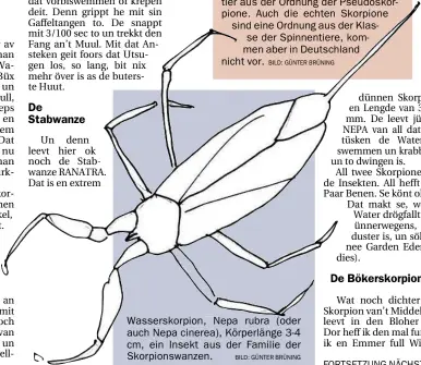  ?? BILD5 GÜN4ER BRÜNING BILD5 GÜN4ER BRÜNING ?? Wasserskor­pion, Nepa rubra (oder auch Nepa cinerea), Körperläng­e 3-4 cm, ein Insekt aus der Familie der Skorpionsw­anzen.