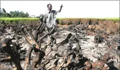  ??  ?? A worker examines the remains of a tea plantation torched by arsonists in Kericho town in the Rift Valley in a file photo. — Reuters photo