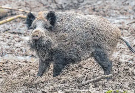  ?? FOTO: PATRICK PLEUL ?? Die Afrikanisc­he Schweinepe­st bereitet vor allem Landwirten Sorgen.