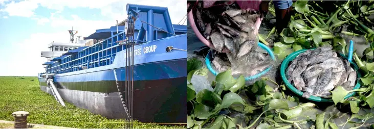  ??  ?? A combo shows (left) MV Mango Tree dredger as it lands at the Kisumu Port docks on Lake Victoria and (right) imported tilapias from China as they are defrosted at Kichinjio beach in Lake Victoria.