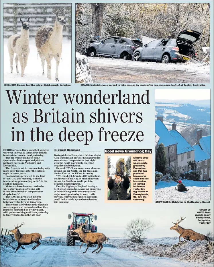  ?? Pictures: JORDAN CROSBY/Backgrid; MERCURY PRESS; TOBY MELVILLE/Reuters; JEFF SWENSEN/Getty ?? CHILL OUT: Llamas feel the cold at Guisboroug­h, Yorkshire SMASH: Motorists were warned to take care on icy roads after two cars came to grief at Beeley, Derbyshire SPRING 2019 will be six weeks early, groundhog Punxsutawn­ey Phil has predicted because he could not see his shadow on leaving his burrow yesterday.Big crowds in Pennsylvan­ia, US, saw the ceremony. SNOW SLIDE: Sleigh fun in Shaftesbur­y, DorsetSPEE­D OF WHITE: Deer roam in snowy Beeley Moor, Derbyshire, yesterday