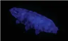  ?? Photograph: Harikumar R Suma and Sandeep M Eswarappa ?? The tardigrade­Paramacrob­iotusBLR glows blue when subjected to UV light.