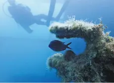  ?? AP ?? A fish swims through part of the Italian World War II shipwreck MV Probitas, with dive safety officer Howard Phoenix of the non-profit RPM Nautical Foundation in the background.