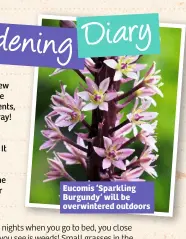  ??  ?? Eucomis ‘Sparkling Burgundy’ will be overwinter­ed outdoors