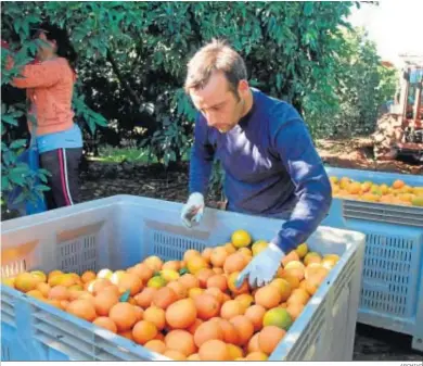  ?? ARCHIVO ?? Trabajador­es recogiendo naranjas en el campo.