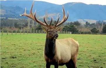  ??  ?? This stag was killed and butchered in a North Canterbury paddock.