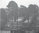  ?? INTI OCON/AFP VIA GETTY IMAGES ?? Palm trees blow in the wind as Hurricane Eta makes landfall in Bilwi, Puerto Cabezas, Nicaragua, on Tuesday.