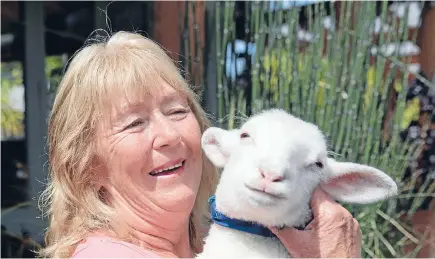  ?? Carol Martin
PHOTO: MARION VAN DIJK/FAIRFAX NZ ?? Carol Martin with her miracle lamb Pooky. He’s a shocking little guts and that’s why it happened, because he has the appetite of a fully grown ram.