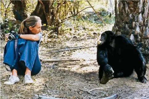  ?? Photo: JGI/Derek Bryceson ?? Dr Jane Goodall sitting beside an alpha-male chimpanzee at Tanzania’s Gombe National Park.