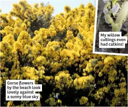  ??  ?? Gorse flowers by the beach look lovely against a sunny blue sky