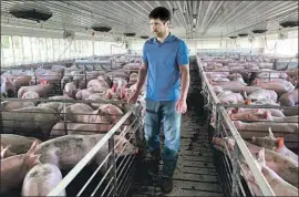  ?? Jeff Baenen Associated Press ?? PORK PRODUCER Matt Keller says he “definitely appreciate­d” his $143,820 in aid. Above, Keller walks through one of his pig barns near Kenyon, Minn.