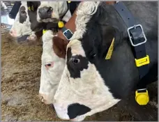  ?? ?? It allows the tracking of steps, movement patterns, and individual cow behaviour to record data