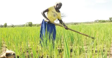  ?? Photo: UNDP ?? A woman farming.