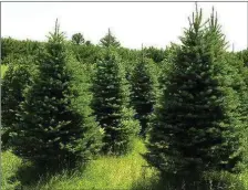  ??  ?? Christmas trees are grown on farms using sustainabl­e practices.
