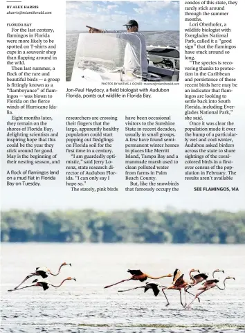  ?? PHOTOS BY MATIAS J. OCNER mocner@miamiheral­d.com ?? Jon-Paul Haydocy, a field biologist with Audubon Florida, points out wildlife in Florida Bay.