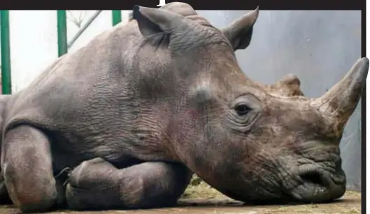  ??  ?? Valuable target: Vince the four-year-old white rhino, pictured alive, was found with three bullet wounds in his head