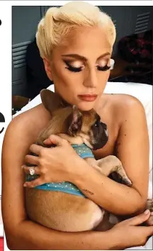  ??  ?? FAMILY: Lady Gaga cuddles Koji, above, on Instagram in 2015. Left: The singer’s three French bulldogs