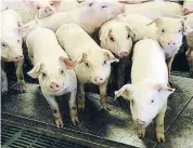  ?? MERCÈ GILI ?? Dinamarca es el líder de la UE en ratio de cerdos por número de habitantes
