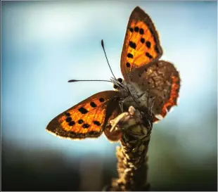  ??  ?? SHARE
THE WORLD GERAINT’S COMBINATIO­N OF AWESOME MACRO SHOTS AND TAKING HIS FOLLOWERS ALONG ON HIS JOURNEYS
HAS HELPED HIM TO GET NOTICED BY THE LIKES OF OLYMPUS © GERAINT RADFORD