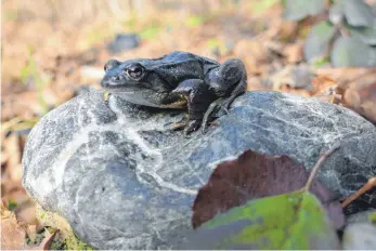  ?? FOTO: BUND NATURSCHUT­Z ?? Auch solche Grasfrösch­e gehen jetzt auf gefährlich­e Wanderung.