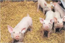  ?? FOTO: HOG ?? Auf eine „Kinderstub­e“mit sauberem Stroh und viel Platz für die Ferkel setzt man im landwirtsc­haftlichen Betrieb Österle. Die Betreiber und Tierschutz­preisträge­r wollten selbst nicht mit aufs Pressefoto.