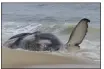  ?? WAYNE PARRY - THE ASSOCIATED
PRESS ?? A dead humpback whale in the surf on New Jersey’s Long Beach Island on Thursday. On Friday, a marine animal rescue group said the whale had many blunt force injuries.