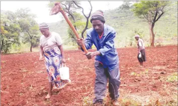  ??  ?? An unidentifi­ed family plants maize in their plot in Harare during the weekend. Farmers have taken advantage of the recent rains to fast-track planting