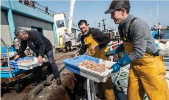  ??  ?? Déchargeme­nt. Retour au port après 13 heures de mer et avec – seulement – 120 kilos de langoustin­es.