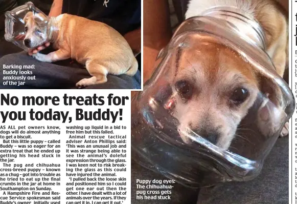  ??  ?? Barking mad: Buddy looks anxiously out of the jar Puppy dog eyes: The chihuahuap­ug cross gets his head stuck