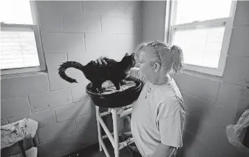  ?? OKLAHOMAN] [PHOTOS BY STEVE GOOCH, THE ?? Stacey Foxworth pets Nora in the cattery at Free to Live animal sanctuary in Edmond.